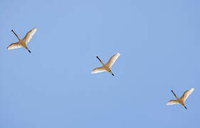 Eurasian Spoonbill