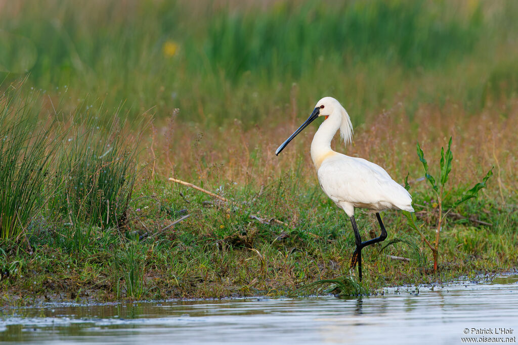 Eurasian Spoonbill