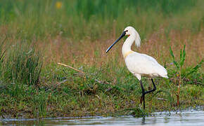 Eurasian Spoonbill