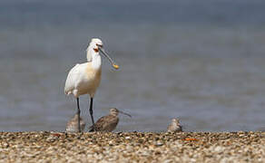 Eurasian Spoonbill