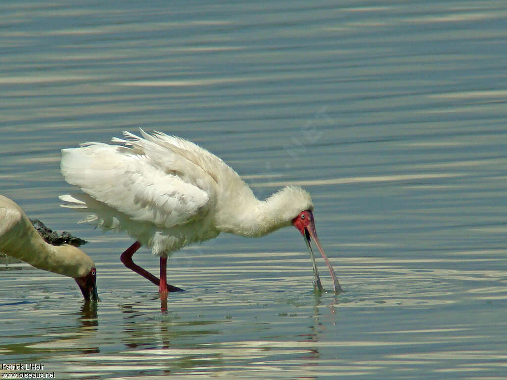 African Spoonbilladult, fishing/hunting