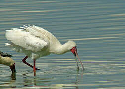 African Spoonbill