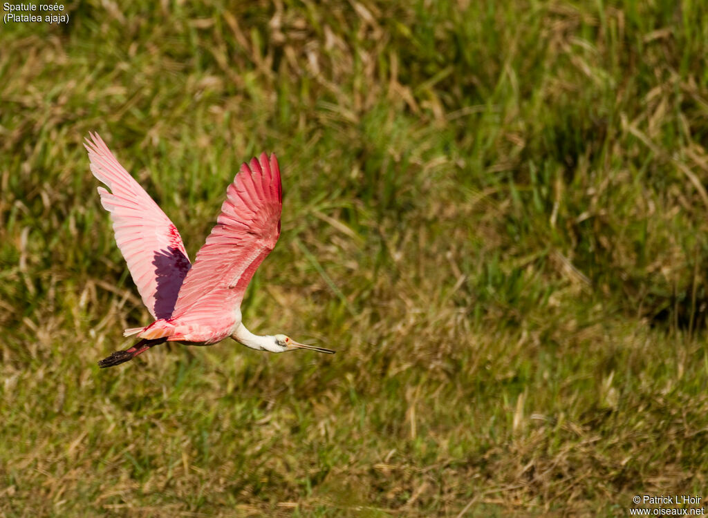 Roseate Spoonbilladult