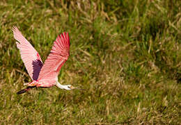 Roseate Spoonbill