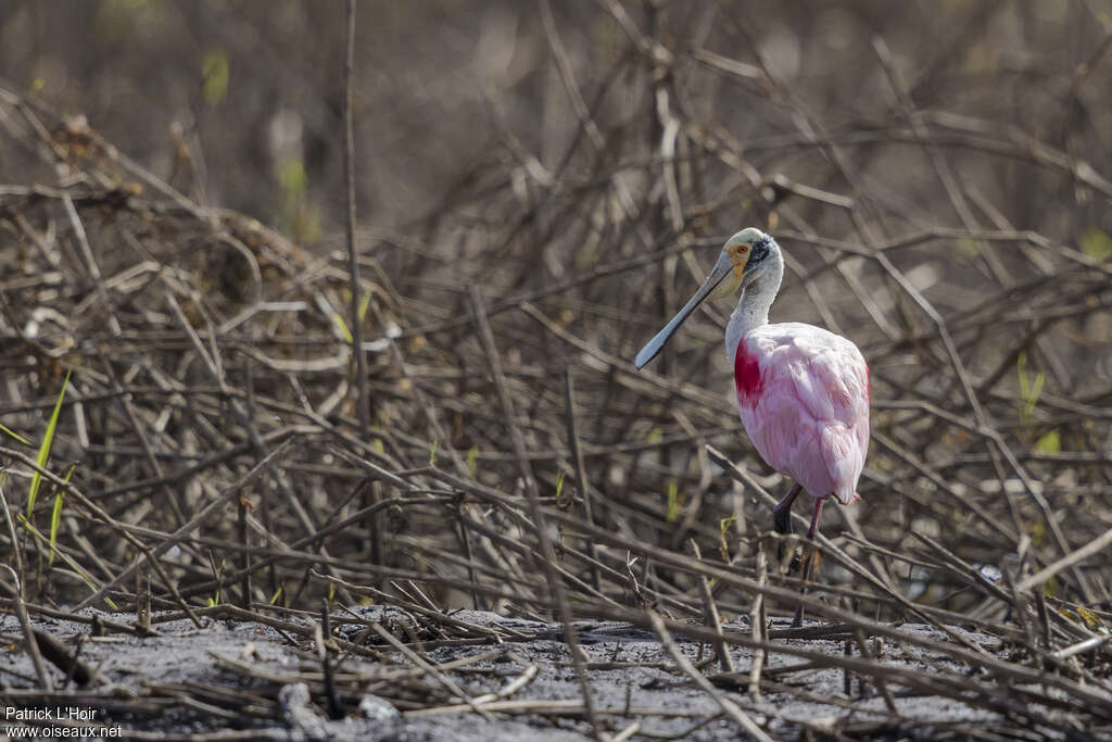 Roseate Spoonbilladult, habitat, pigmentation