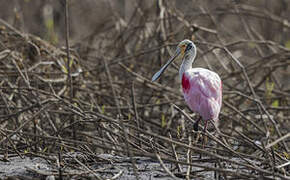 Roseate Spoonbill