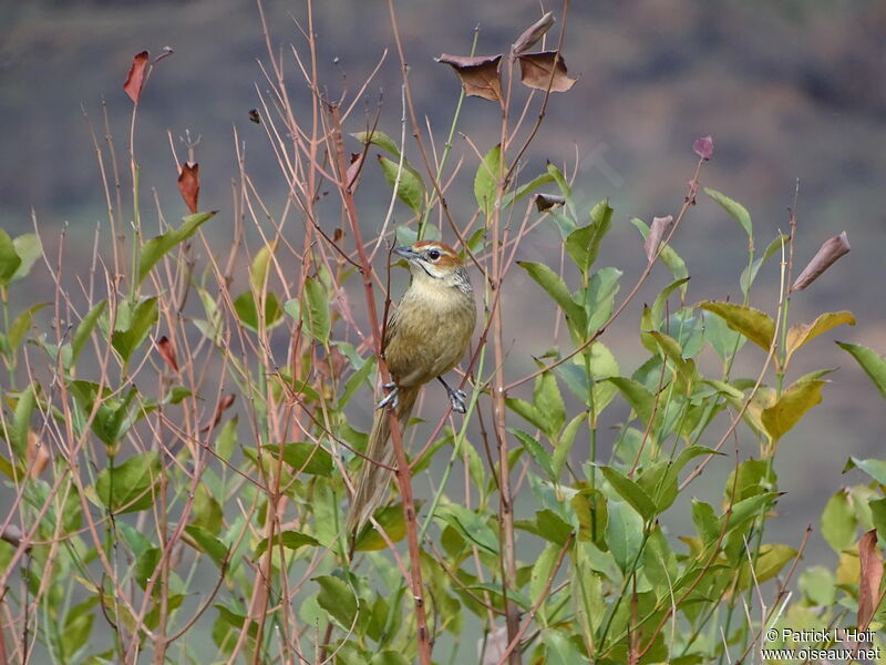 Cape Grassbird
