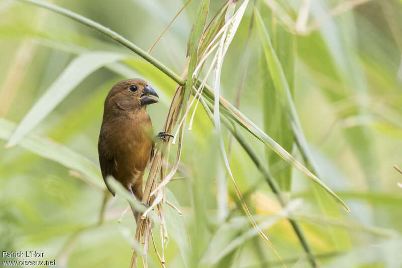 Thick-billed Seed Finch female adult, close-up portrait, Behaviour