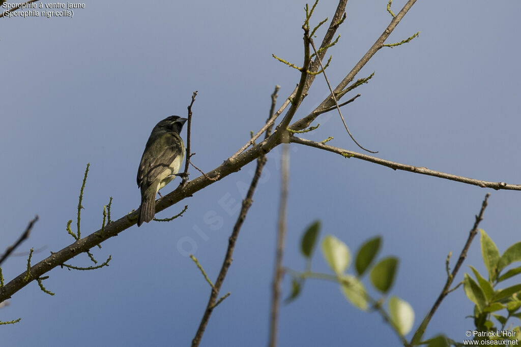 Yellow-bellied Seedeater