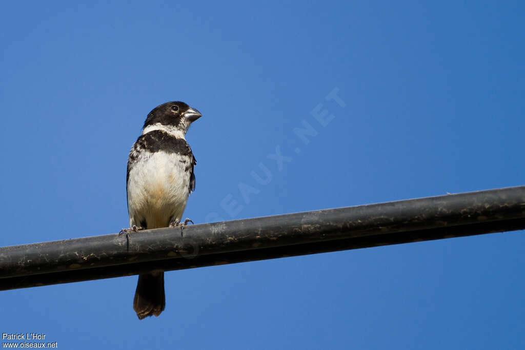 Morelet's Seedeater male adult