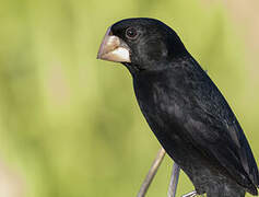 Nicaraguan Seed Finch