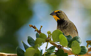 Yellow-faced Grassquit