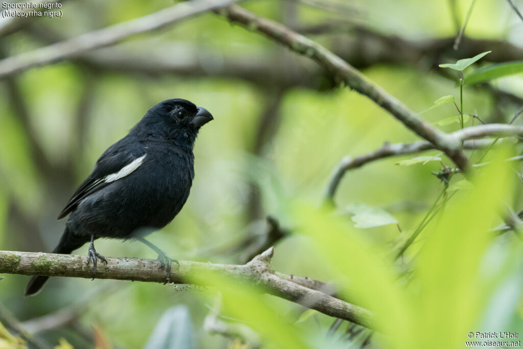 Cuban Bullfinch