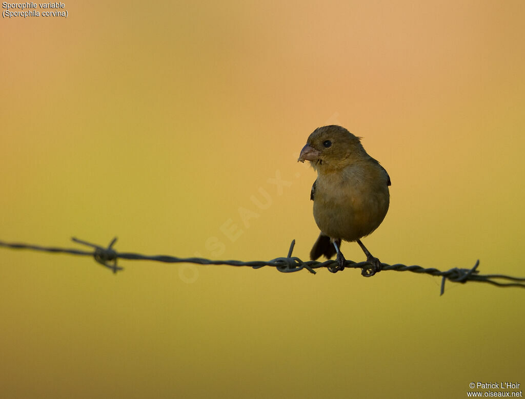 Variable Seedeateradult