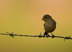 Variable Seedeater