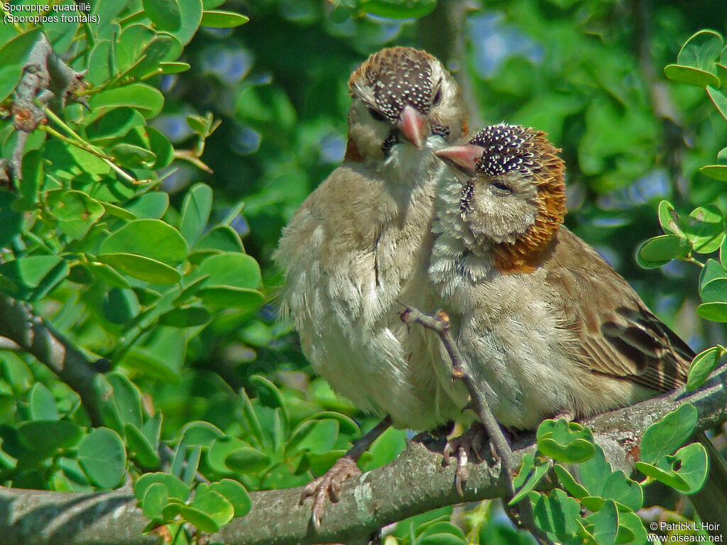 Sporopipe quadrillé