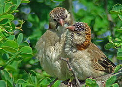 Speckle-fronted Weaver