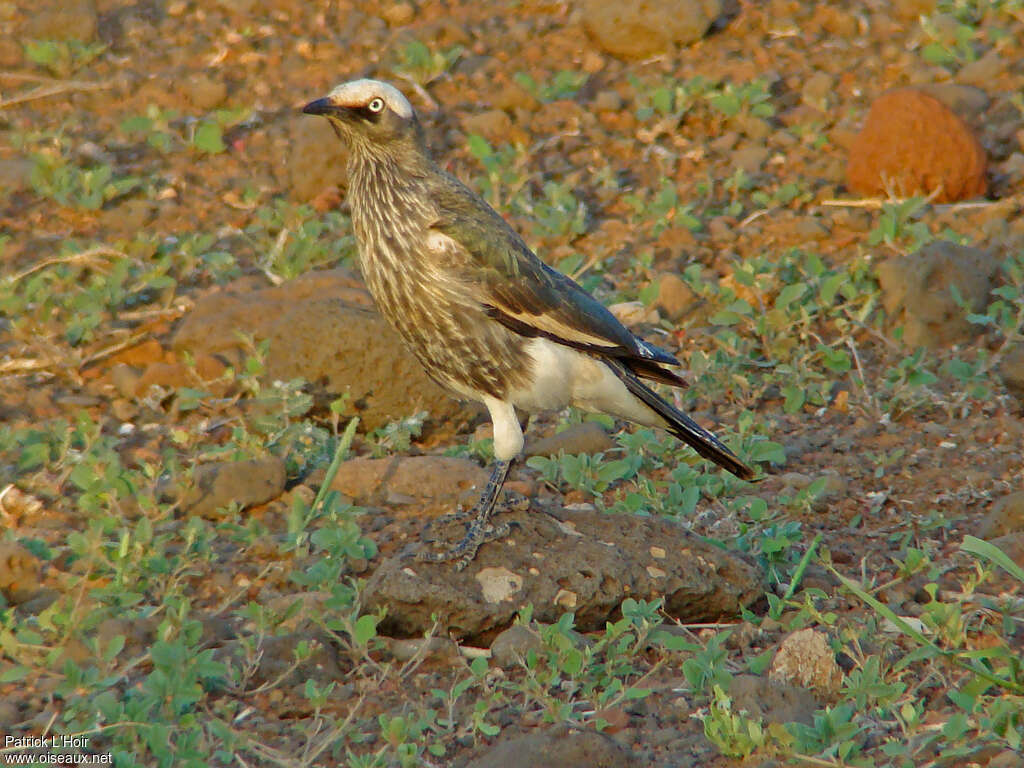 White-crowned Starlingadult, identification