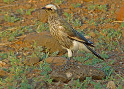 White-crowned Starling