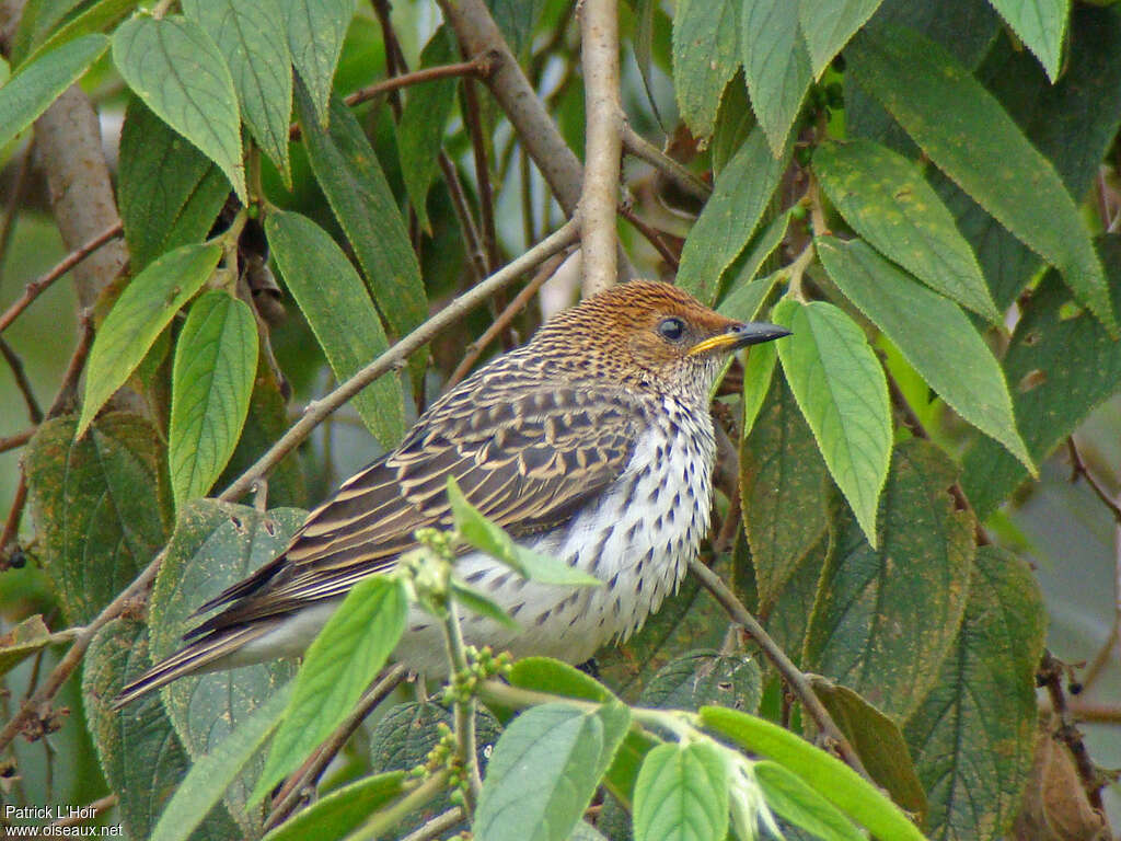 Violet-backed Starling female adult, identification