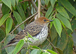 Violet-backed Starling