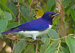 Violet-backed Starling