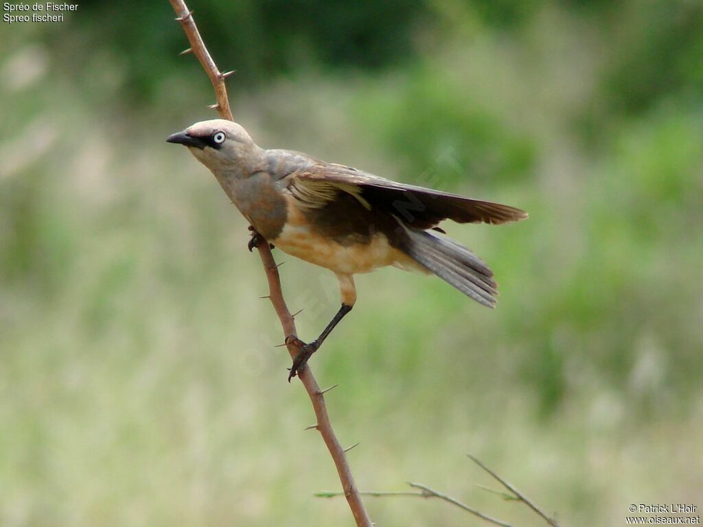 Fischer's Starlingadult, identification