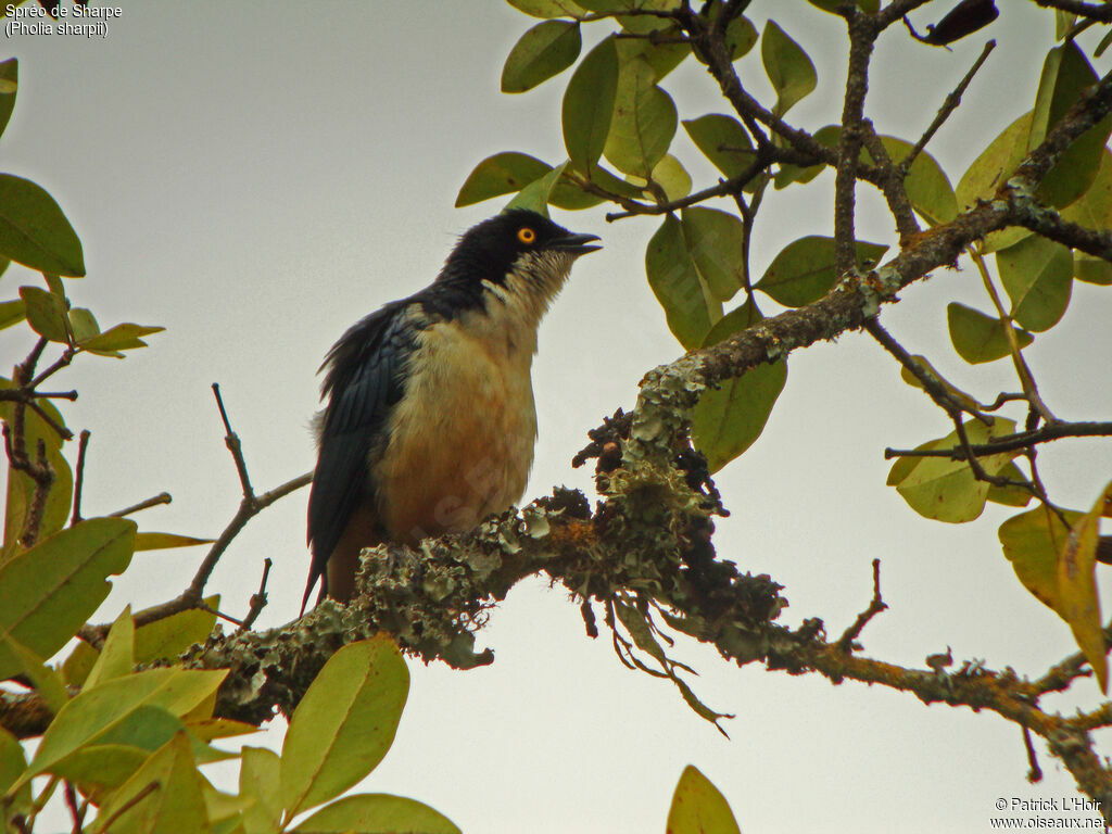 Sharpe's Starling