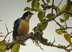 Sharpe's Starling