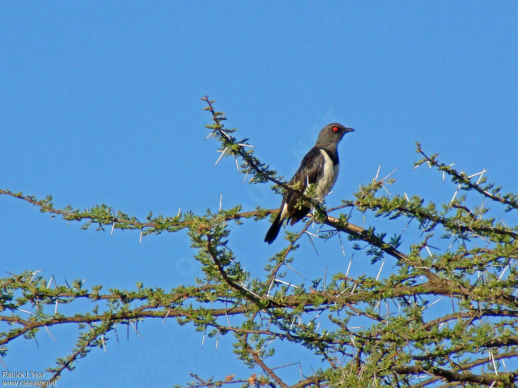 Spréo pie femelle adulte, habitat