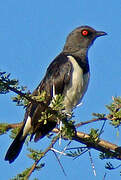 Magpie Starling