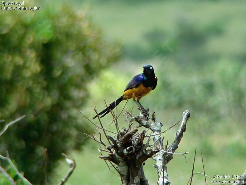 Spréo royal mâle adulte, identification