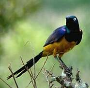 Golden-breasted Starling