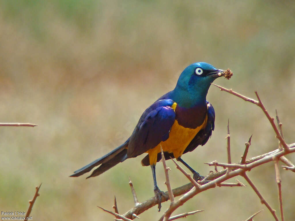 Golden-breasted Starlingadult, Reproduction-nesting