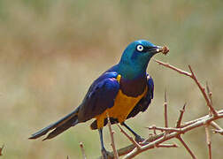 Golden-breasted Starling