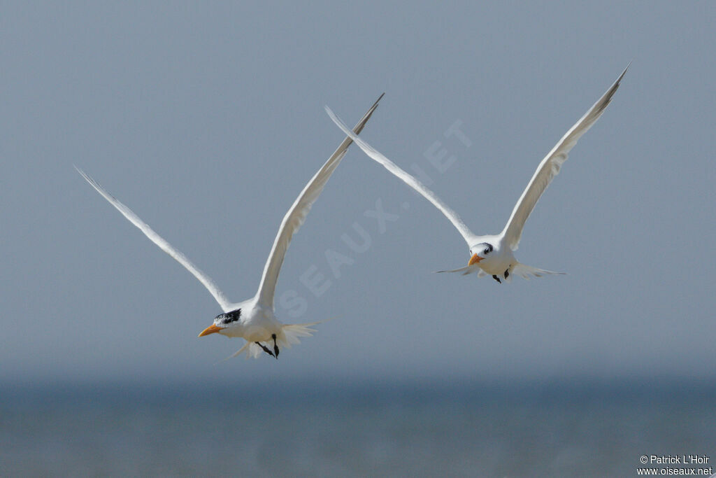 Spectacled Tern