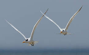 Spectacled Tern