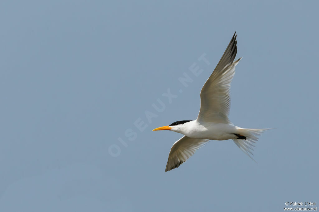 Spectacled Tern