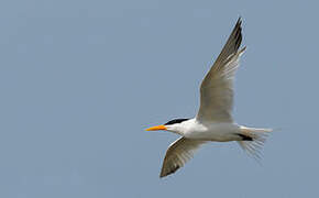 Spectacled Tern