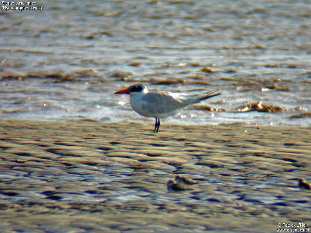 Caspian Tern