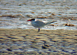 Caspian Tern