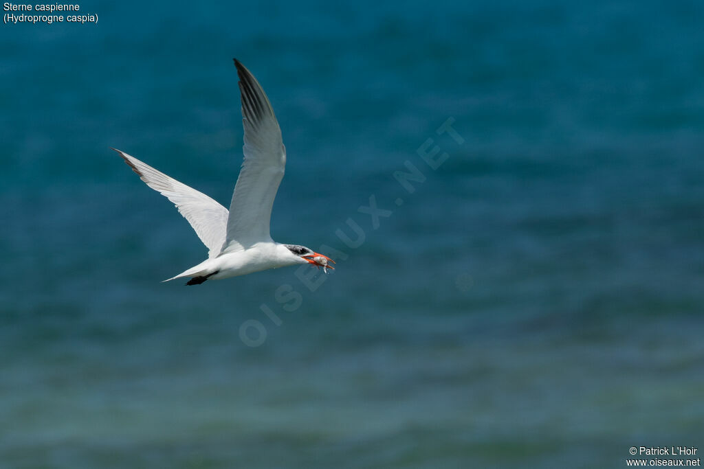 Caspian Tern