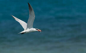 Caspian Tern