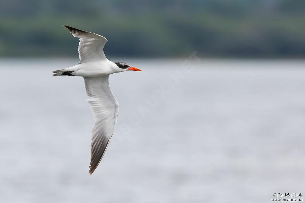 Caspian Tern