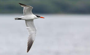 Caspian Tern