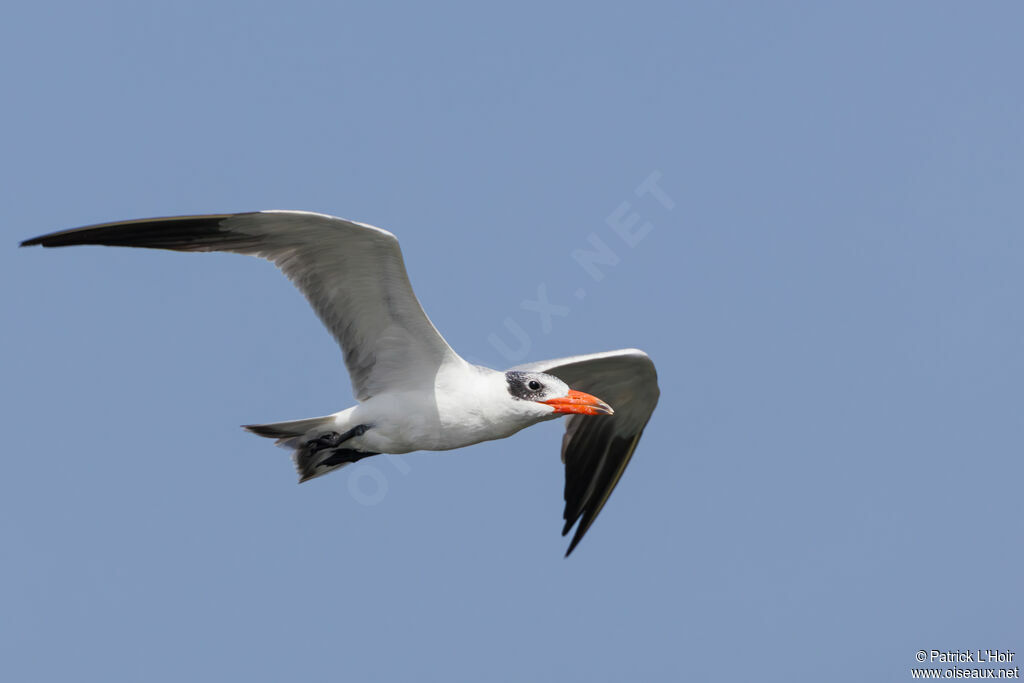 Caspian Tern