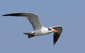 Caspian Tern