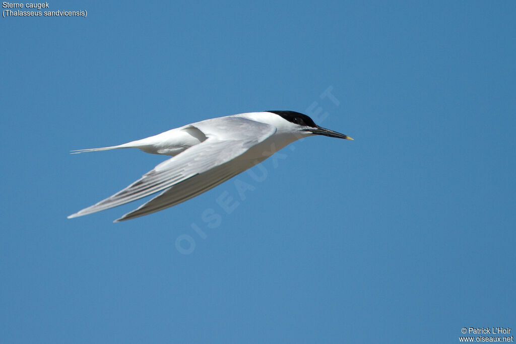 Sandwich Tern, Flight