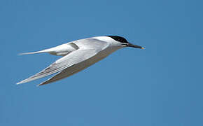 Sandwich Tern