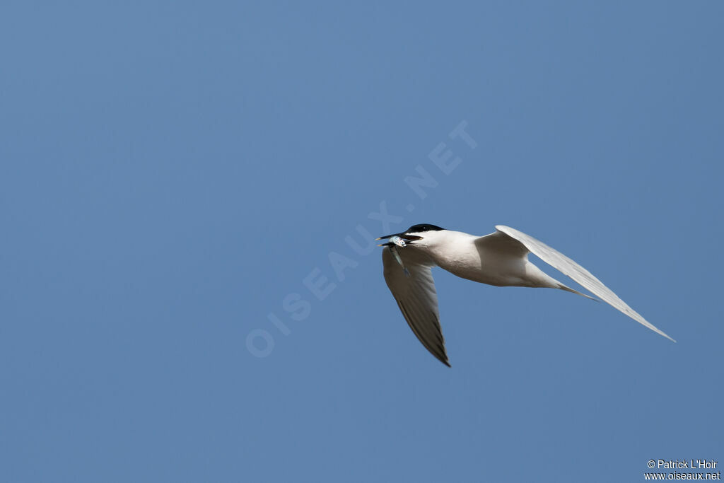 Sandwich Tern